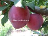  Кубанская комета (алича)